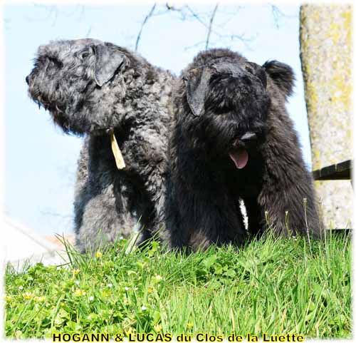 HOGANN et LUCAS du Clos de la Luette SITE WEB ELEVAGE DU CLOS DE LA LUETTE SPECIALISE POUR LE BOUVIER DES FLANDRES ©